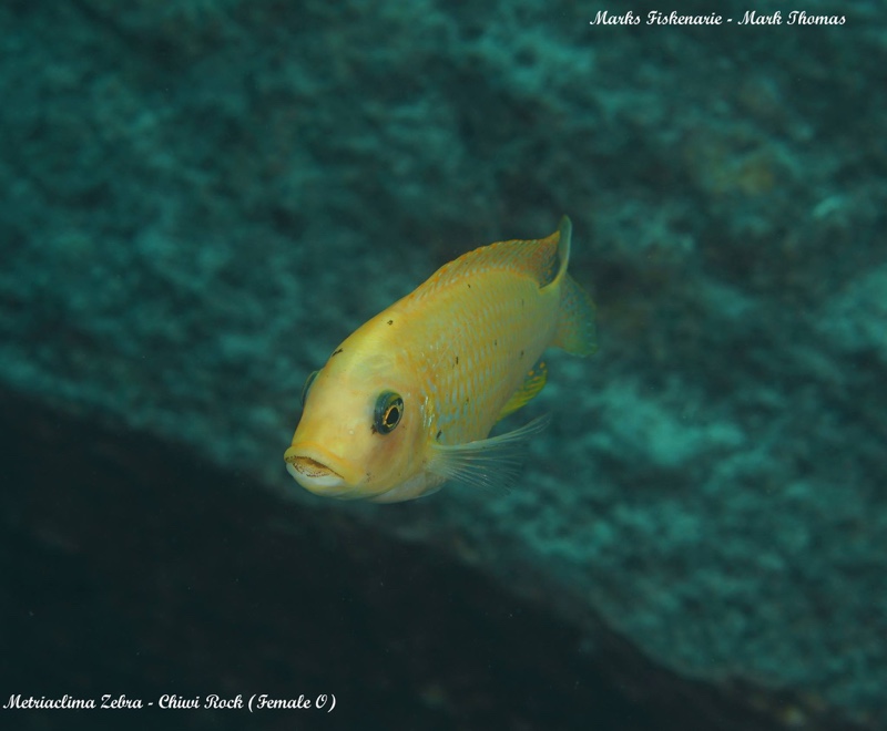 Maylandia zebra 'Chiwi Rocks'